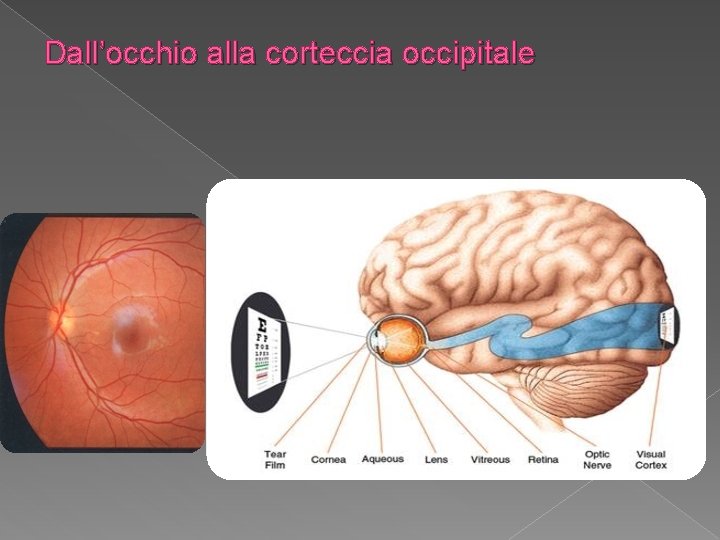 Dall’occhio alla corteccia occipitale 