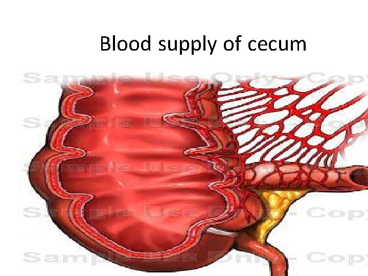 Blood supply of cecum 