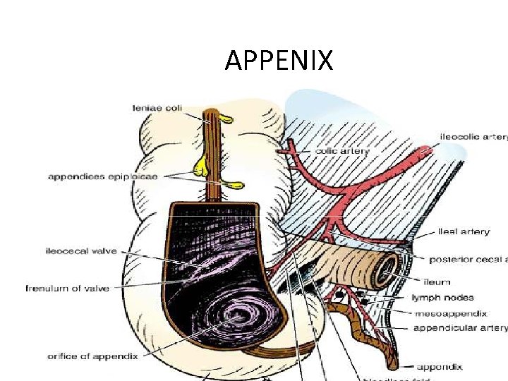 APPENIX 