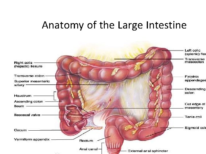 Anatomy of the Large Intestine 