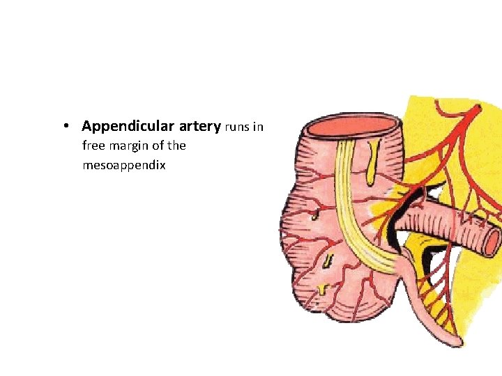  • Appendicular artery runs in free margin of the mesoappendix 