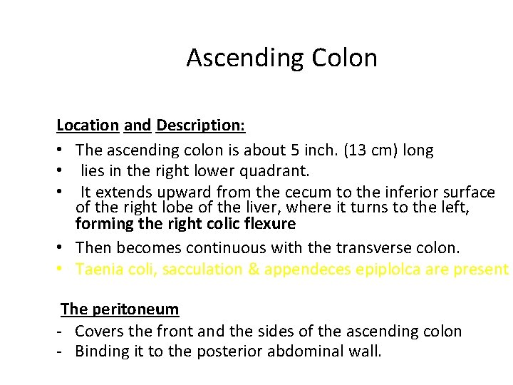 Ascending Colon Location and Description: • The ascending colon is about 5 inch. (13