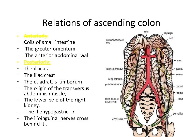 Relations of ascending colon Anteriorly: Coils of small intestine The greater omentum The anterior