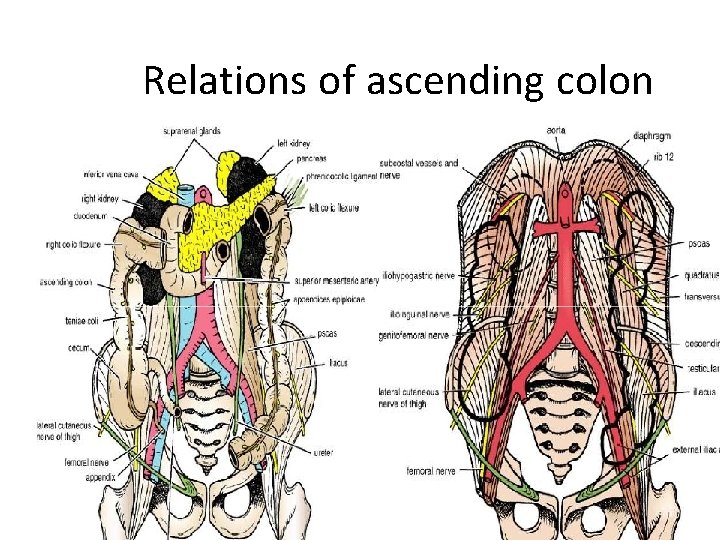 Relations of ascending colon 