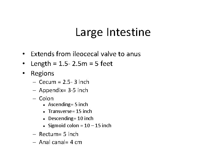 Large Intestine • Extends from ileocecal valve to anus • Length = 1. 5