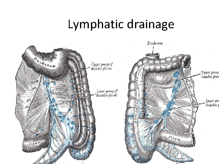 Lymphatic drainage 