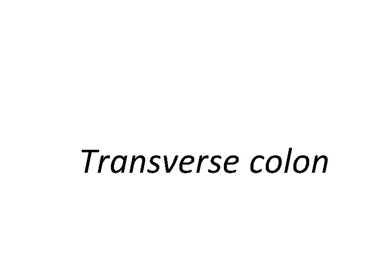 Transverse colon 