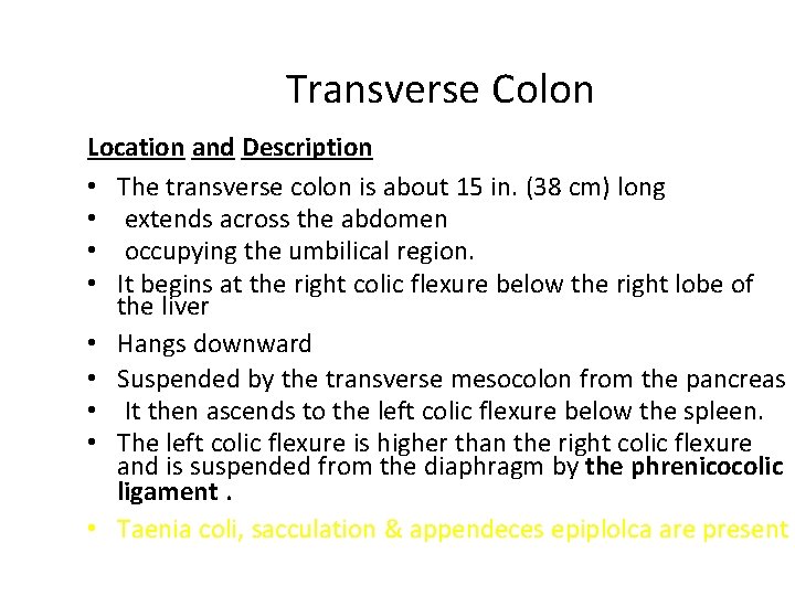 Transverse Colon Location and Description • The transverse colon is about 15 in. (38