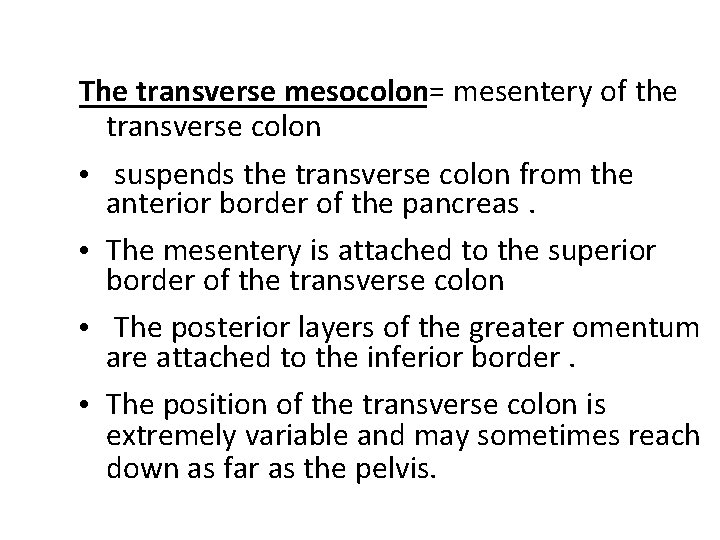 The transverse mesocolon= mesentery of the transverse colon • suspends the transverse colon from