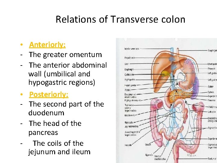 Relations of Transverse colon • Anteriorly: - The greater omentum - The anterior abdominal