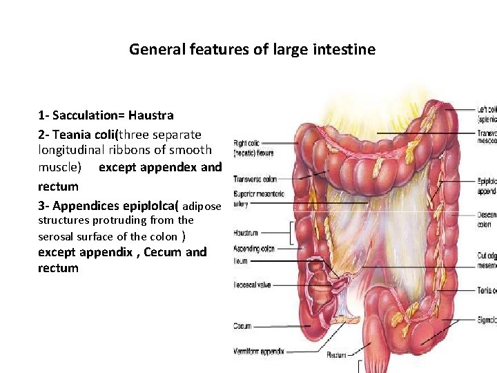 General features of large intestine 1 - Sacculation= Haustra 2 - Teania coli(three separate