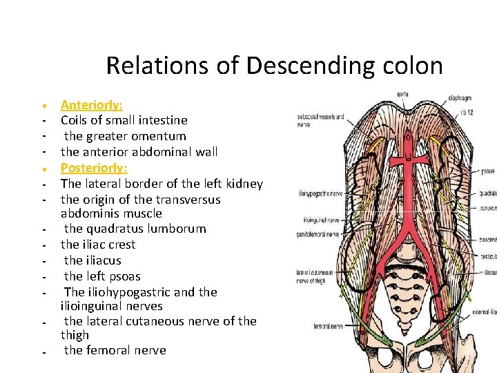 Relations of Descending colon • • - Anteriorly: Coils of small intestine the greater