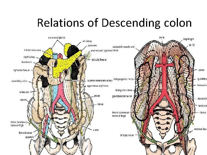 Relations of Descending colon 