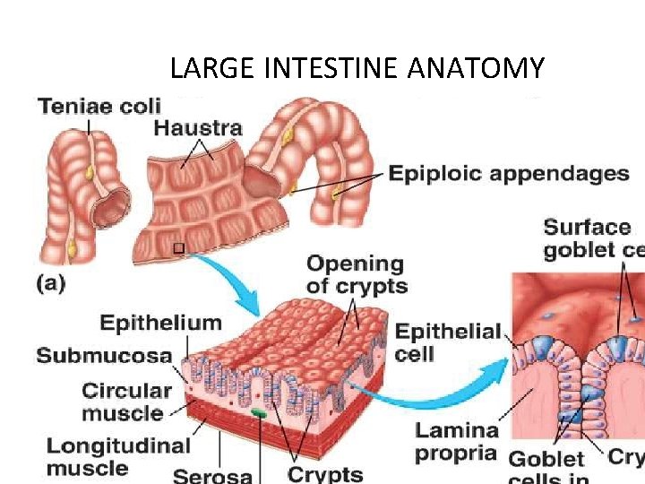 LARGE INTESTINE ANATOMY 