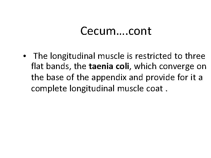 Cecum…. cont • The longitudinal muscle is restricted to three flat bands, the taenia