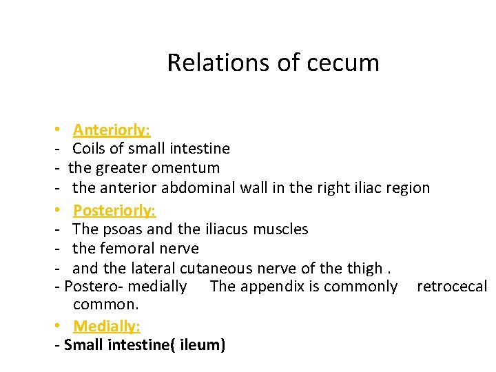 Relations of cecum • Anteriorly: - Coils of small intestine - the greater omentum