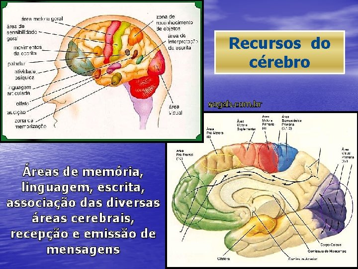 Recursos do cérebro sogab. com. br Áreas de memória, linguagem, escrita, associação das diversas
