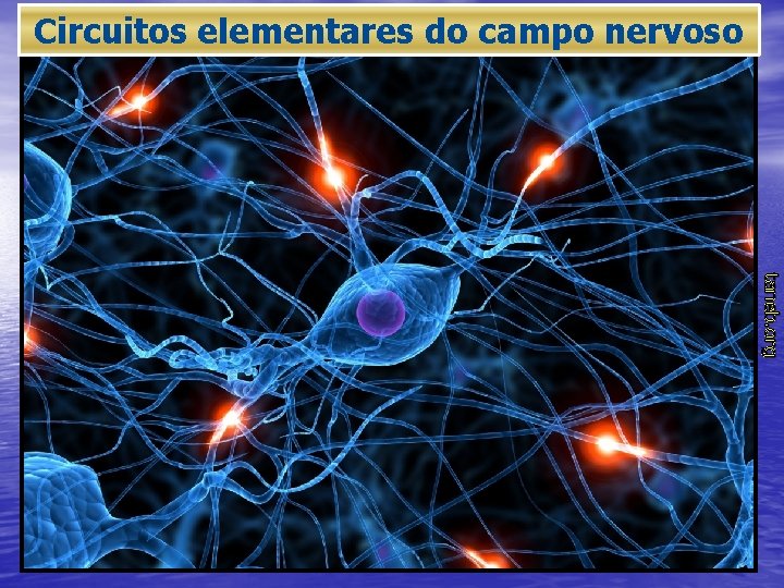Circuitos elementares do campo nervoso taneb. org www. sogab. com. br 
