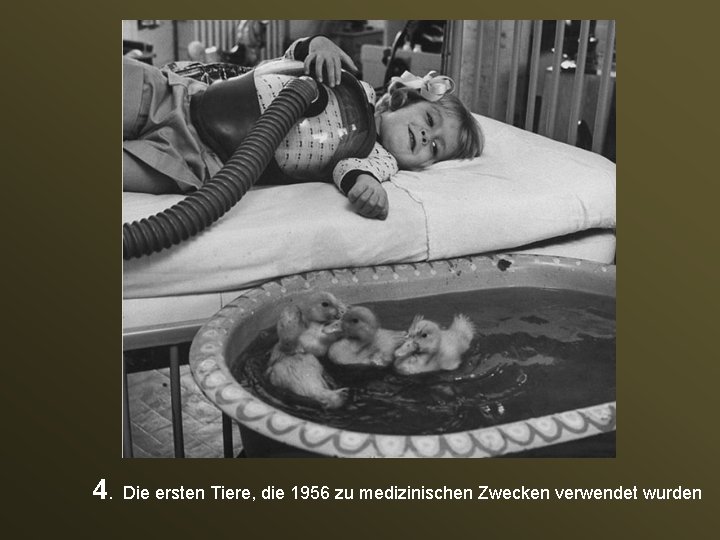 4. Die ersten Tiere, die 1956 zu medizinischen Zwecken verwendet wurden 