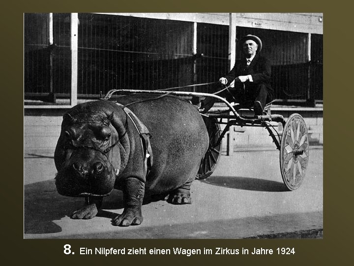 8. Ein Nilpferd zieht einen Wagen im Zirkus in Jahre 1924 