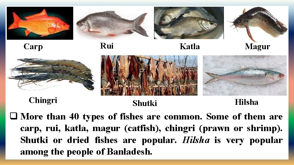 Carp Chingri Rui Katla Shutki Magur Hilsha q More than 40 types of fishes
