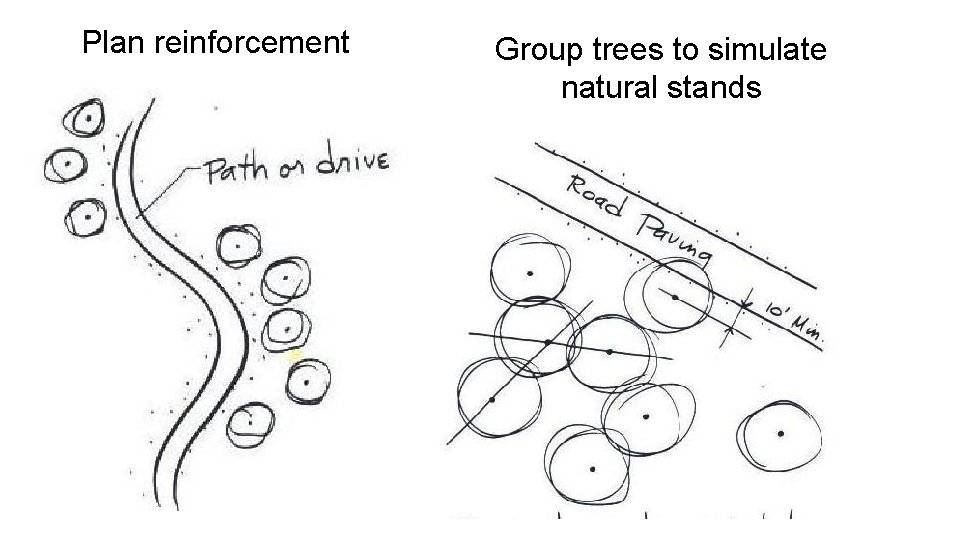 Plan reinforcement Group trees to simulate natural stands 