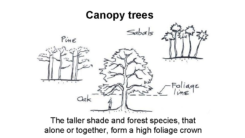 Canopy trees The taller shade and forest species, that alone or together, form a