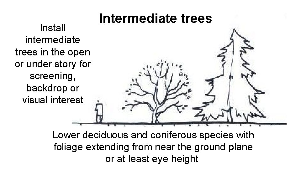 Install intermediate trees in the open or under story for screening, backdrop or visual