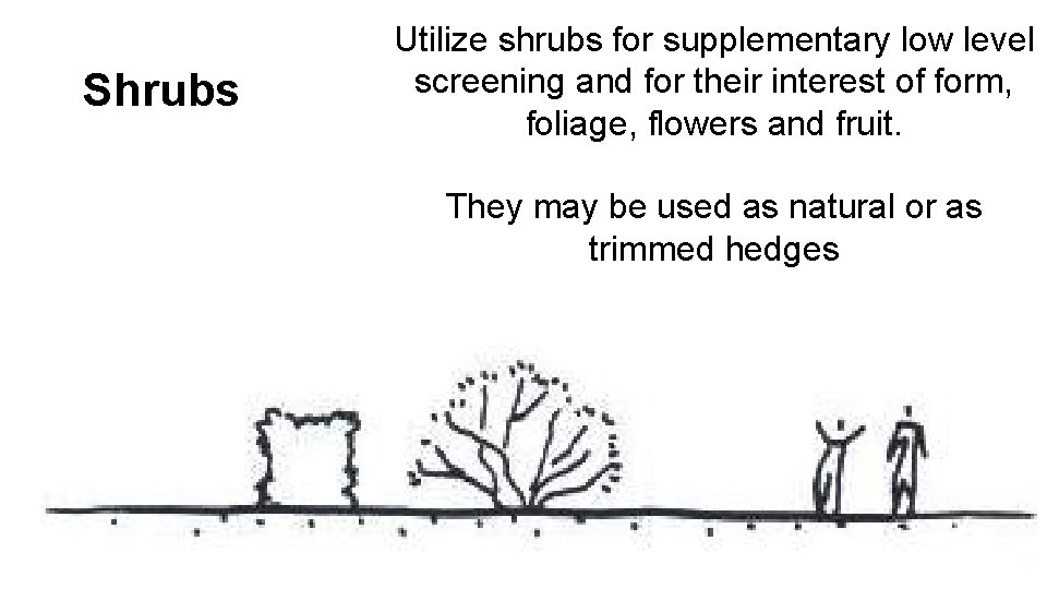 Shrubs Utilize shrubs for supplementary low level screening and for their interest of form,