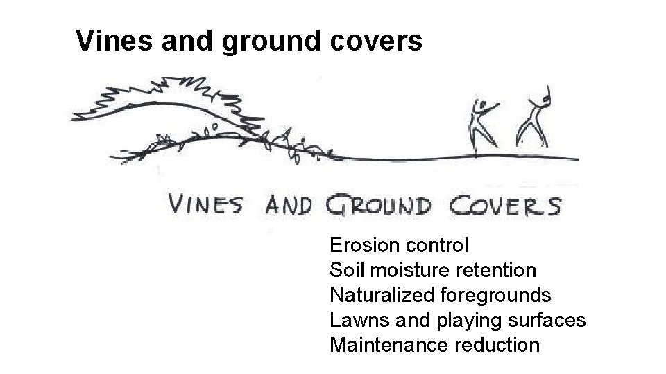 Vines and ground covers Erosion control Soil moisture retention Naturalized foregrounds Lawns and playing