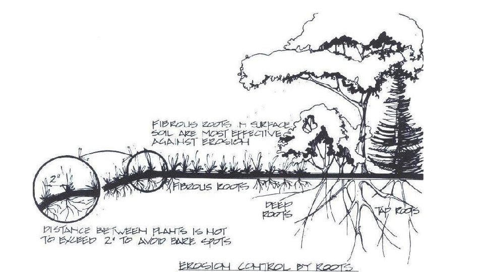Functional uses of plants Slope and watershed protection