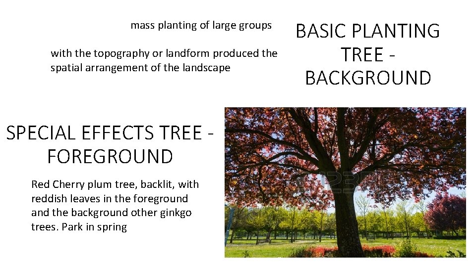mass planting of large groups with the topography or landform produced the spatial arrangement