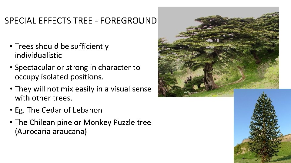 SPECIAL EFFECTS TREE - FOREGROUND • Trees should be sufficiently individualistic • Spectacular or