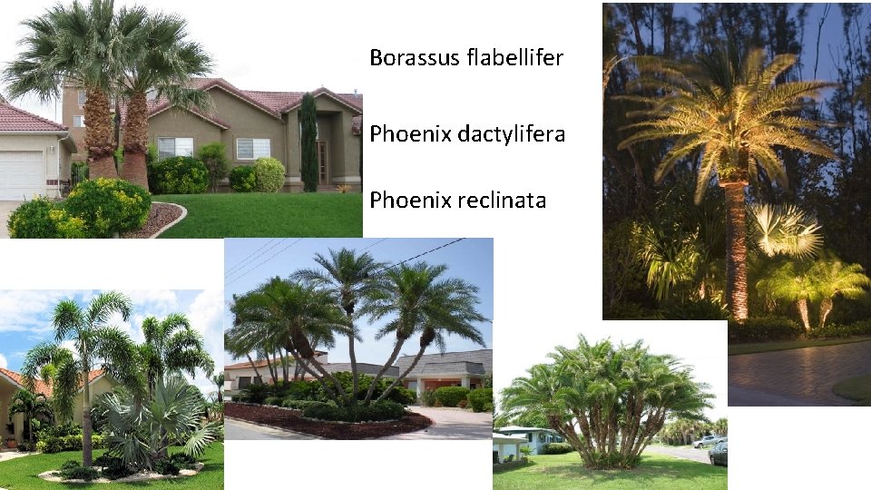 Borassus flabellifer Phoenix dactylifera Phoenix reclinata 