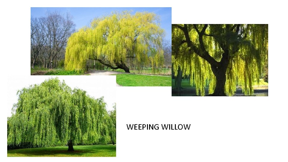 WEEPING WILLOW 