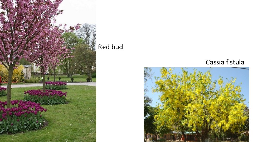 Red bud Cassia fistula 