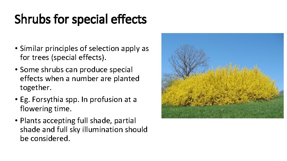 Shrubs for special effects • Similar principles of selection apply as for trees (special