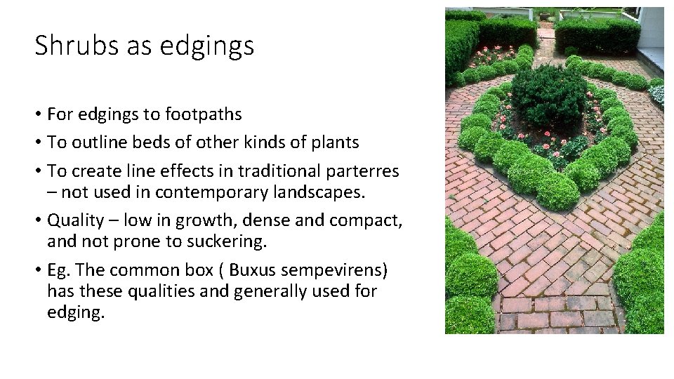 Shrubs as edgings • For edgings to footpaths • To outline beds of other