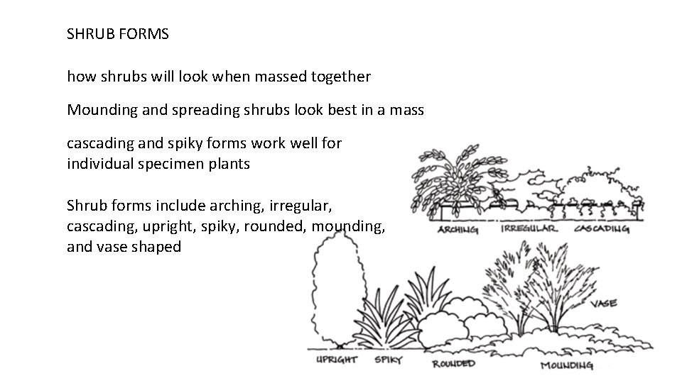 SHRUB FORMS how shrubs will look when massed together Mounding and spreading shrubs look