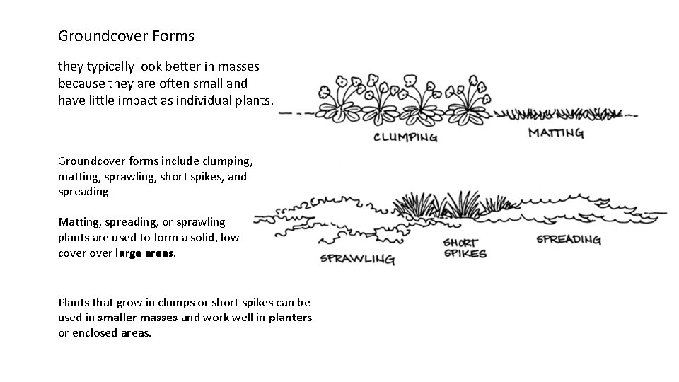 Groundcover Forms they typically look better in masses because they are often small and