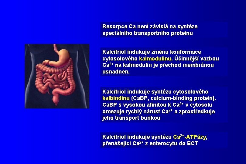 Resorpce Ca není závislá na syntéze speciálního transportního proteinu Kalcitriol indukuje změnu konformace cytosolového