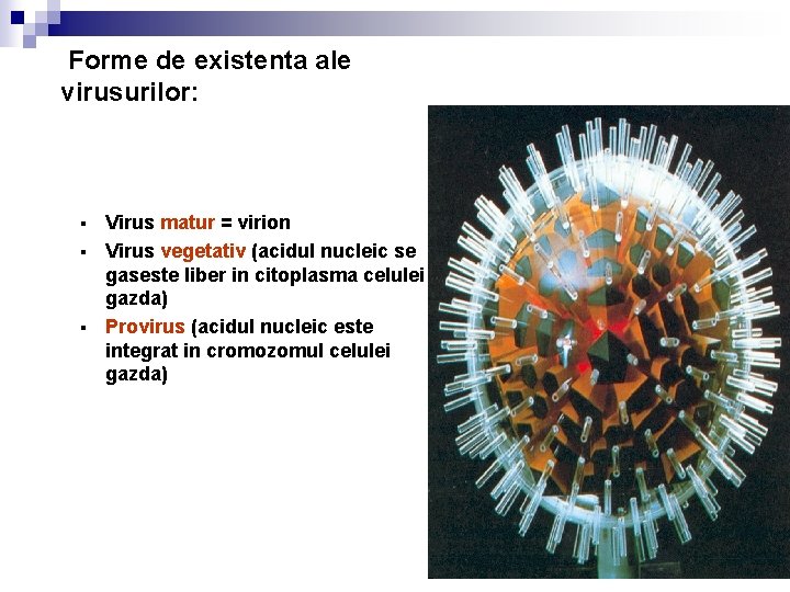 Forme de existenta ale virusurilor: Virus matur = virion § Virus vegetativ (acidul nucleic