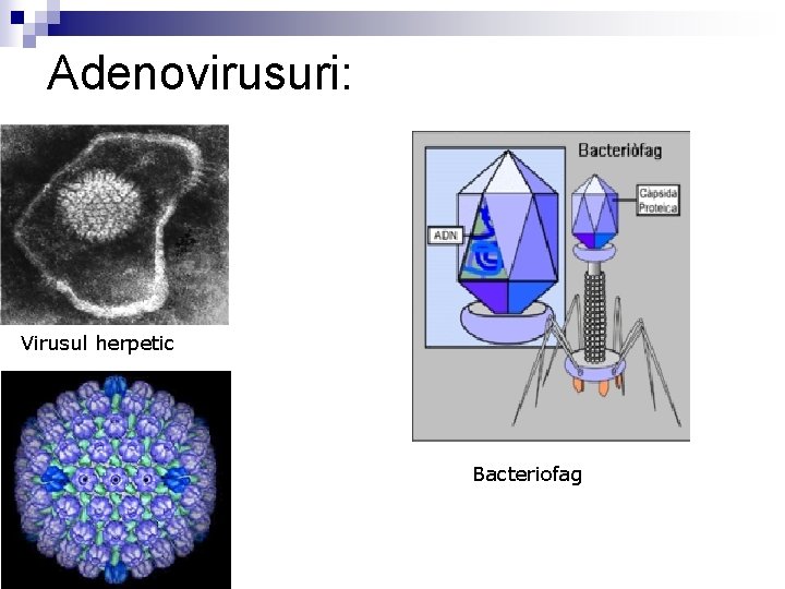 Adenovirusuri: Virusul herpetic Bacteriofag 