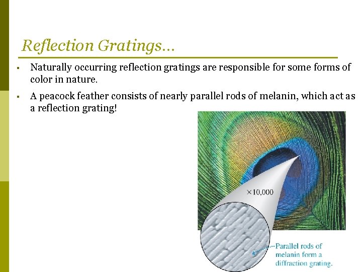 Reflection Gratings… § Naturally occurring reflection gratings are responsible for some forms of color