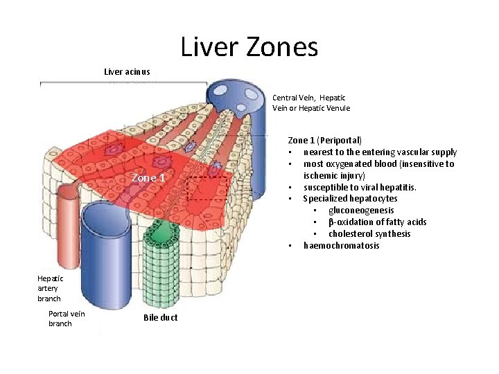Liver Zones Liver acinus Central Vein, Hepatic Vein or Hepatic Venule Zone 1 Hepatic