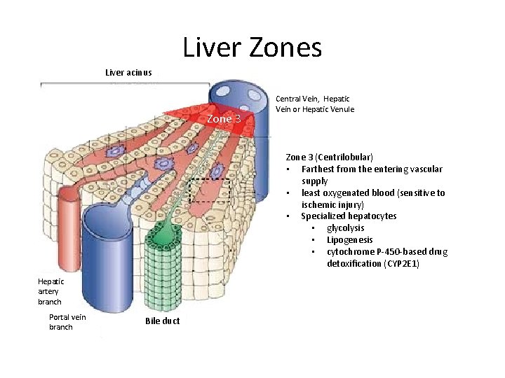 Liver Zones Liver acinus Zone 3 Central Vein, Hepatic Vein or Hepatic Venule Zone