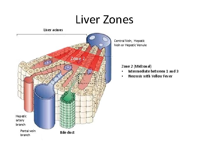 Liver Zones Liver acinus Central Vein, Hepatic Vein or Hepatic Venule Zone 2 (Midzonal)