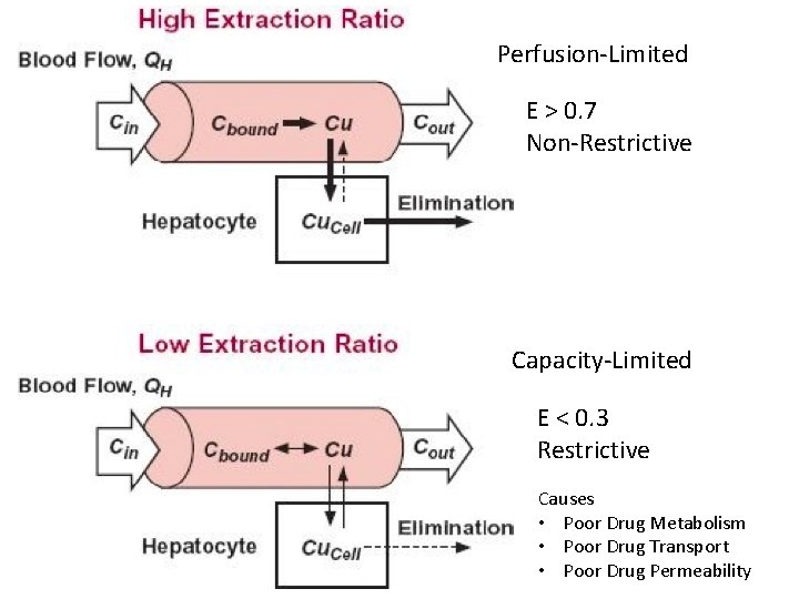 Perfusion-Limited E > 0. 7 Non-Restrictive Capacity-Limited E < 0. 3 Restrictive Causes •