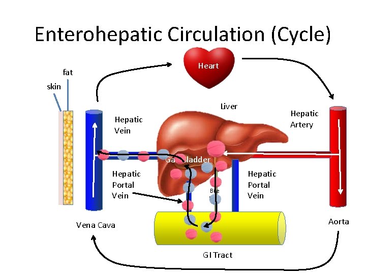 Enterohepatic Circulation (Cycle) Heart fat skin Liver Hepatic Artery Hepatic Vein Gall Bladder Hepatic
