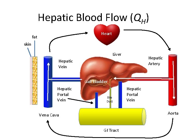 Hepatic Blood Flow (QH) Heart fat skin Liver Hepatic Artery Hepatic Vein Gall Bladder